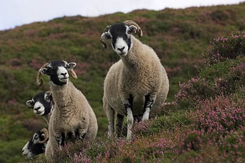 Swaledale Sheep